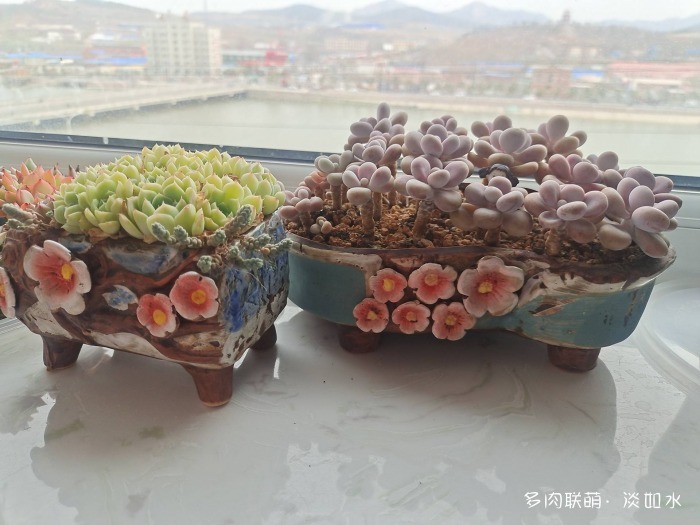 喝一杯咖啡，看手机里的多肉
