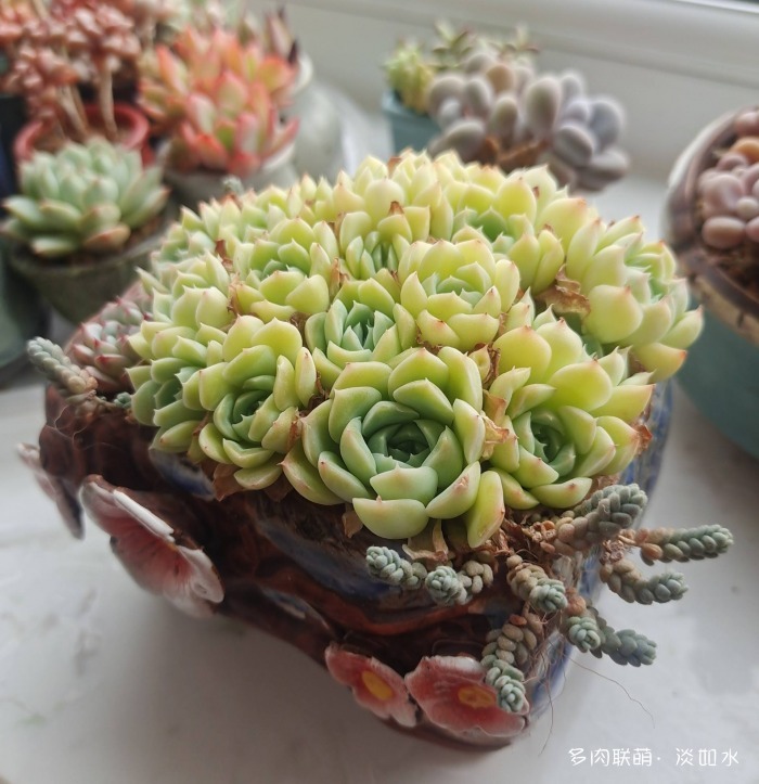 喝一杯咖啡，看手机里的多肉