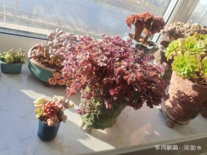 喝一杯咖啡，看手机里的多肉