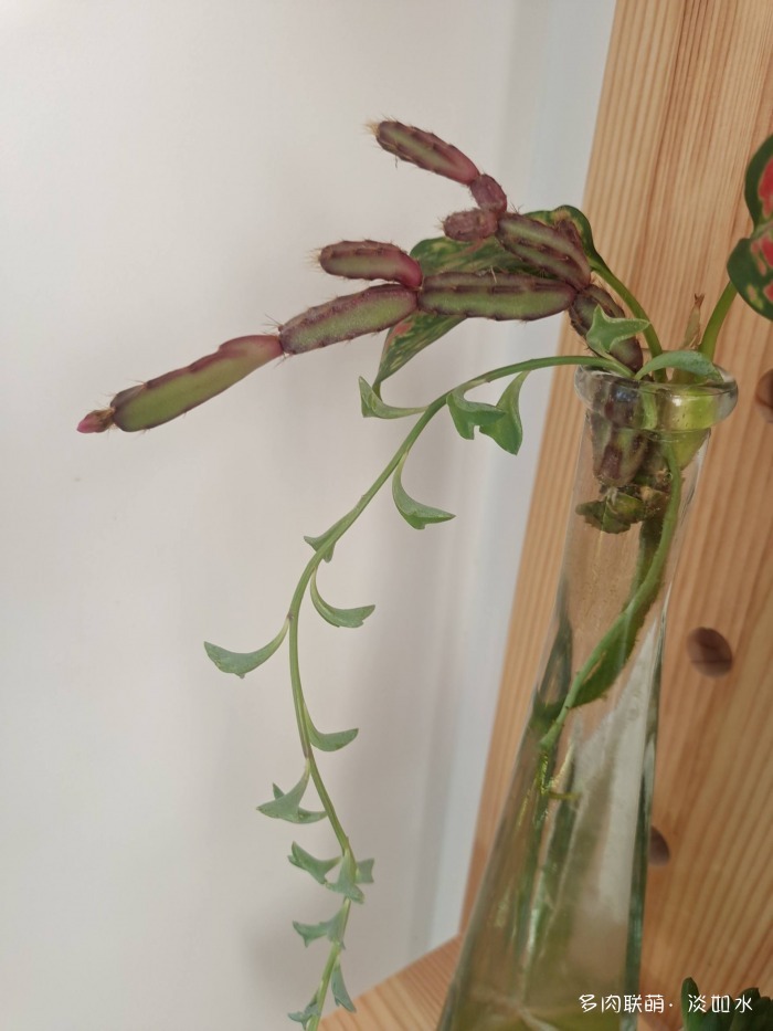 喝一杯咖啡，看手机里的多肉