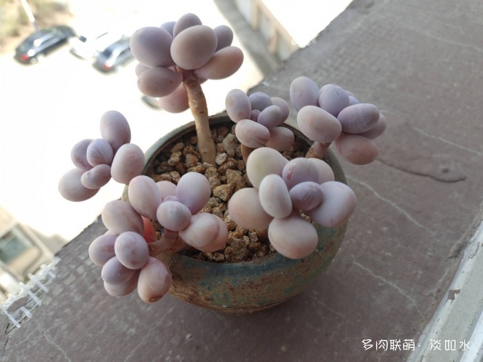 喝一杯咖啡，看手机里的多肉