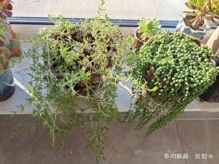 珍珠吊兰、枝干番杏
