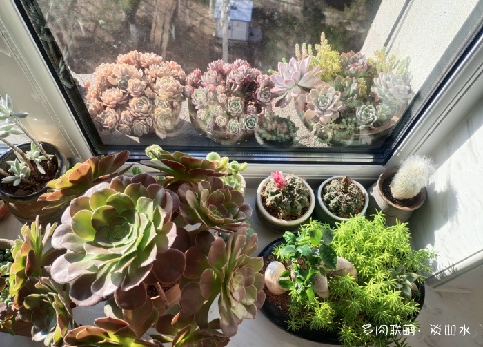 昂斯诺