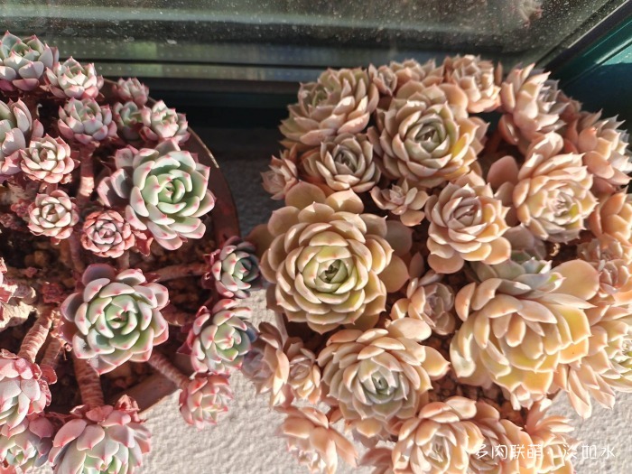 昂斯诺
