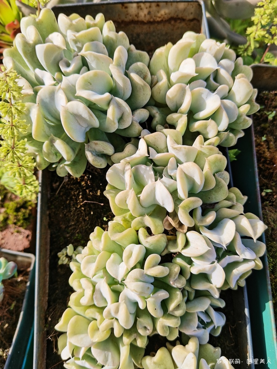 特玉莲