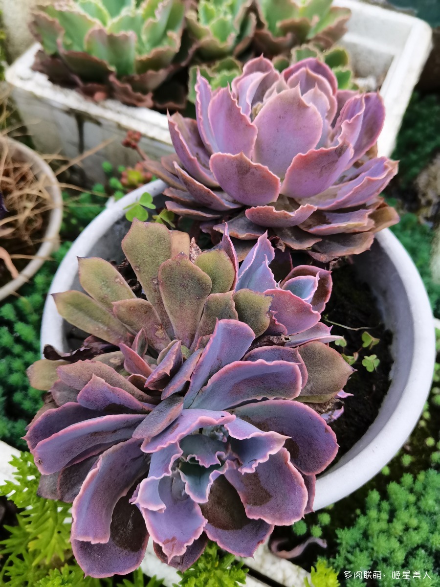 晚霞之舞