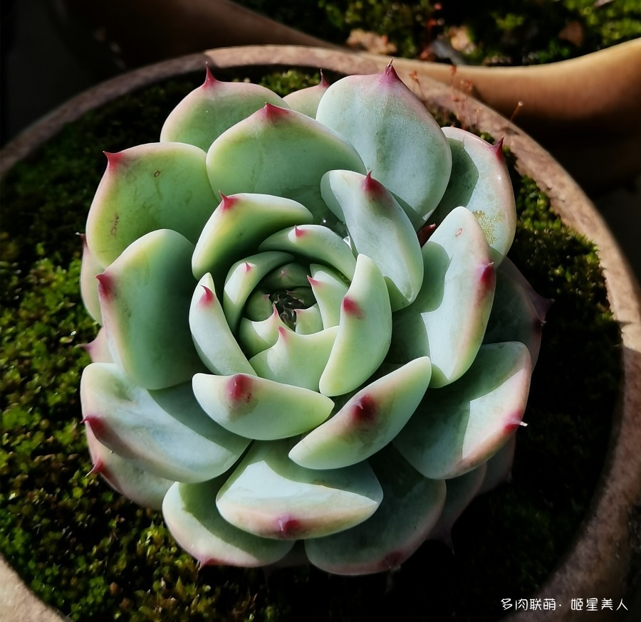 吉娃娃