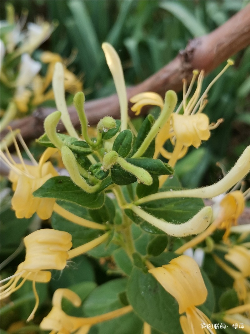 春日鲜花