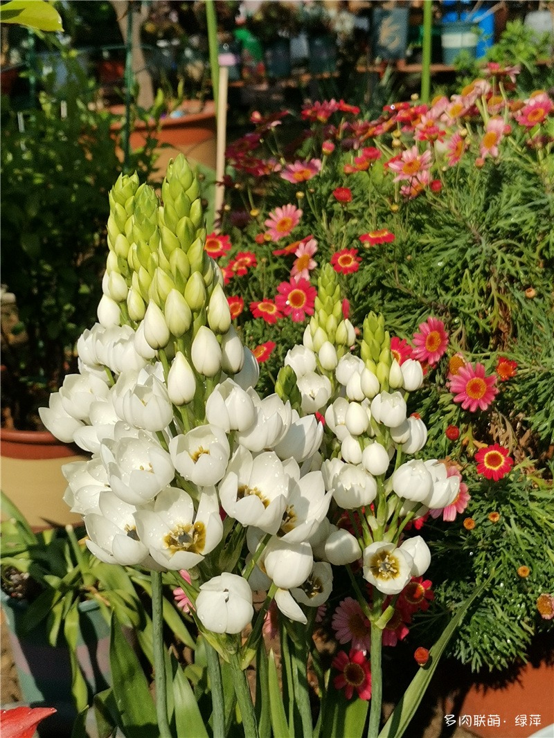 春日鲜花