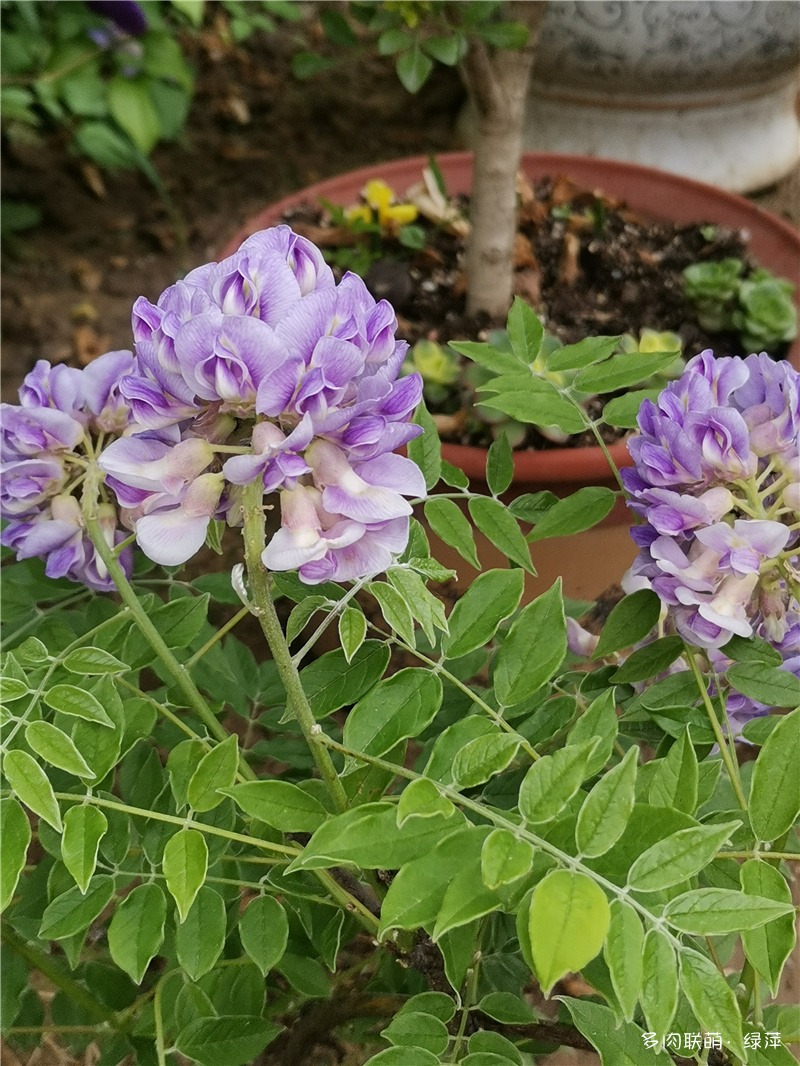 春日鲜花