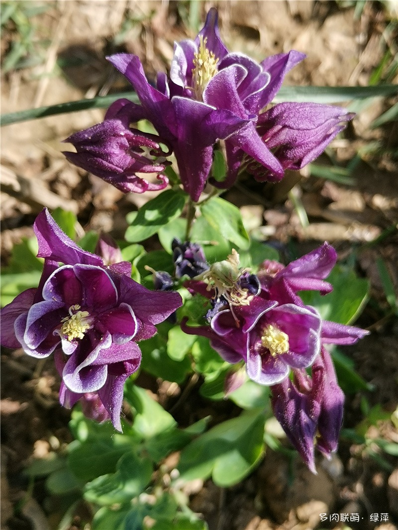 春日鲜花