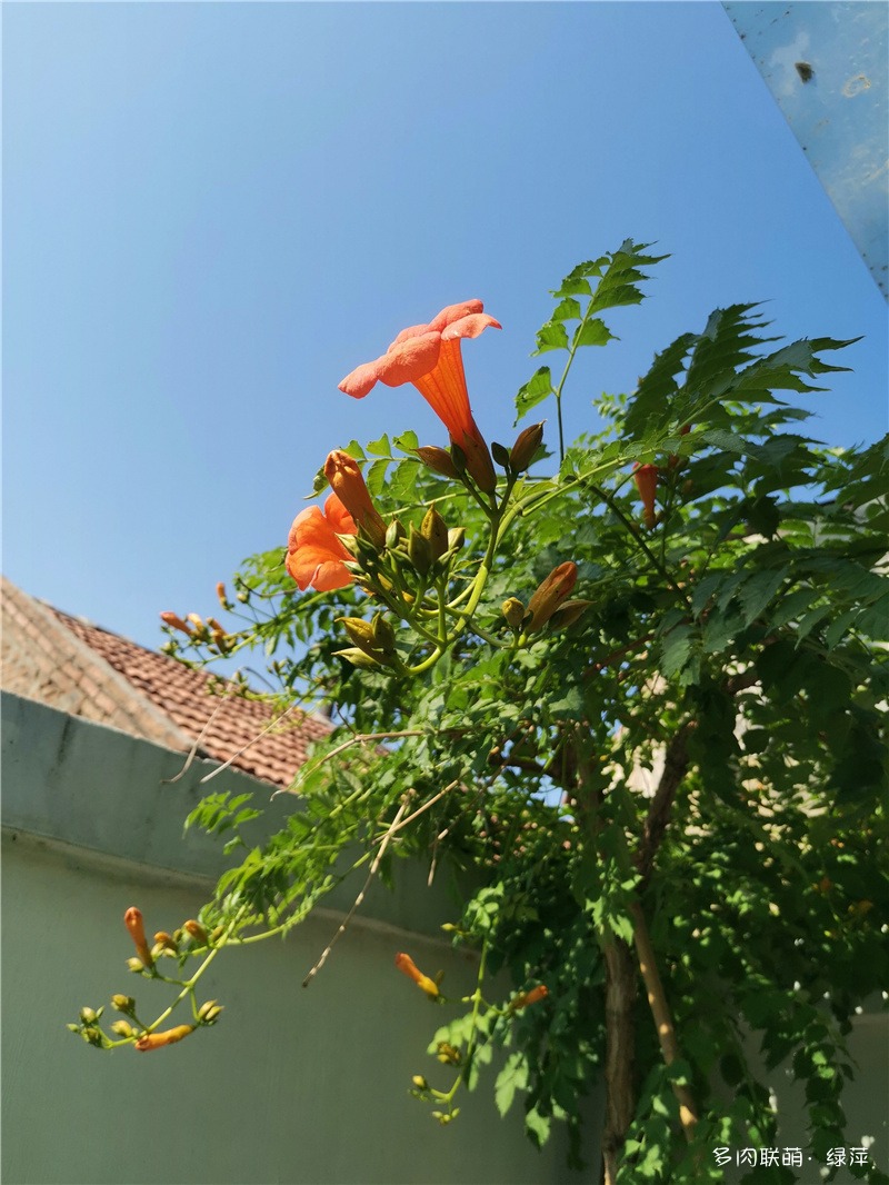 夏日鲜花