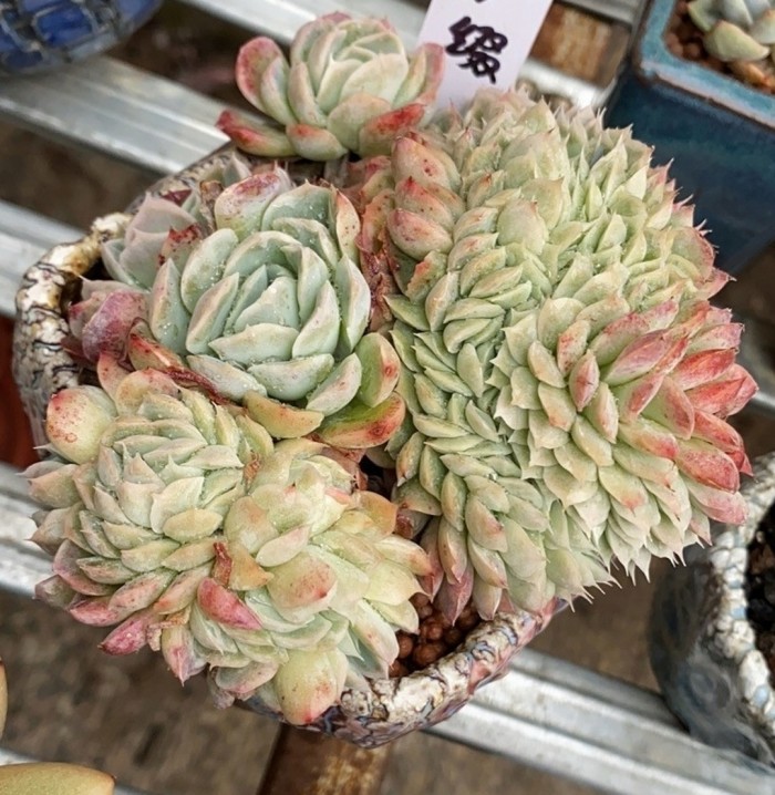香妃月影缀化