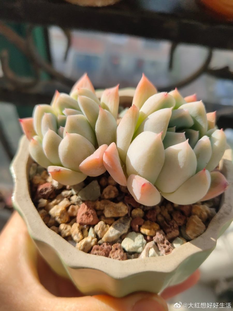 西施 Echeveria 'Xishi' 