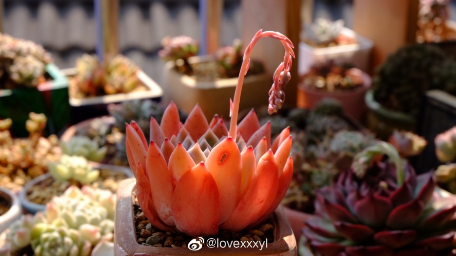 西施 Echeveria 'Xishi' 