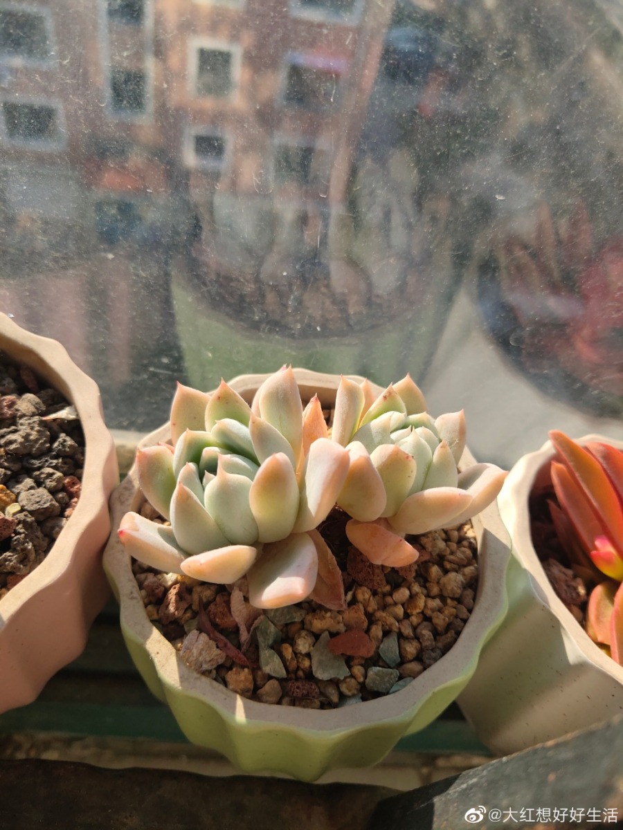 西施 Echeveria 'Xishi' 