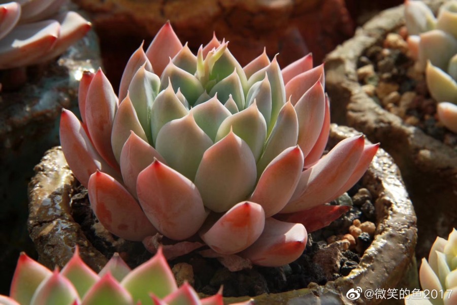 西施 Echeveria 'Xishi' 