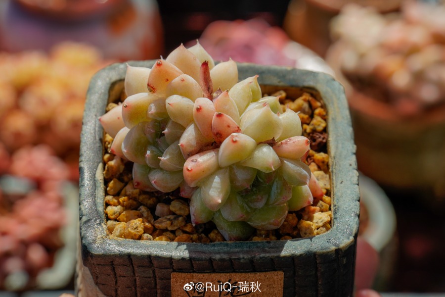 西施 Echeveria 'Xishi' 