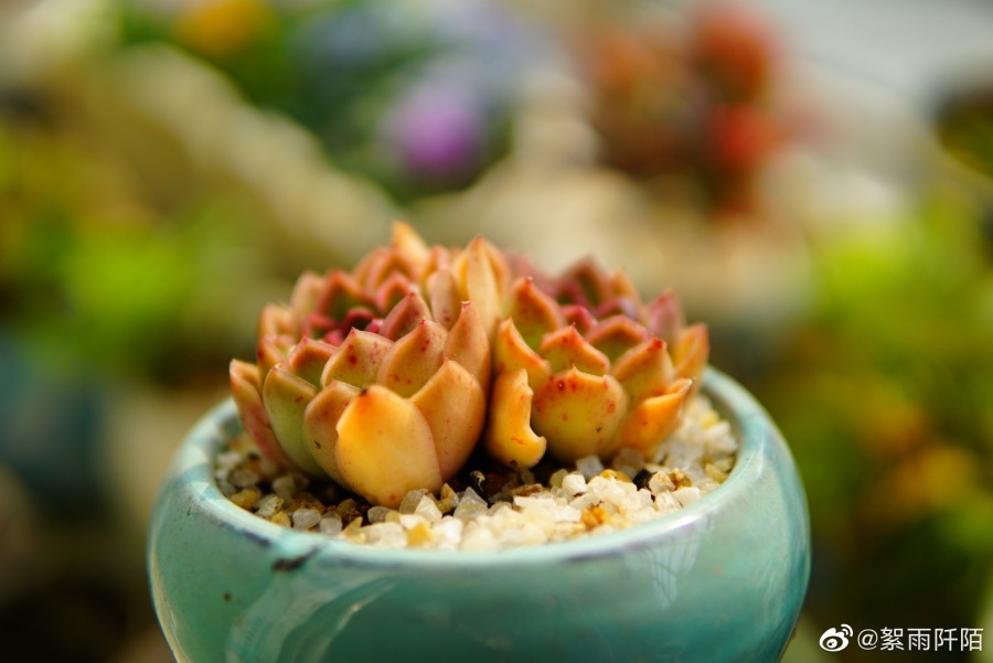 紫蝴蝶 Echeveria 'Purple Butterfly'