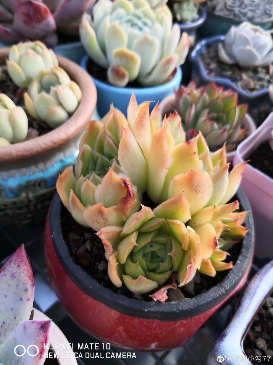 紫蝴蝶 Echeveria 'Purple Butterfly'