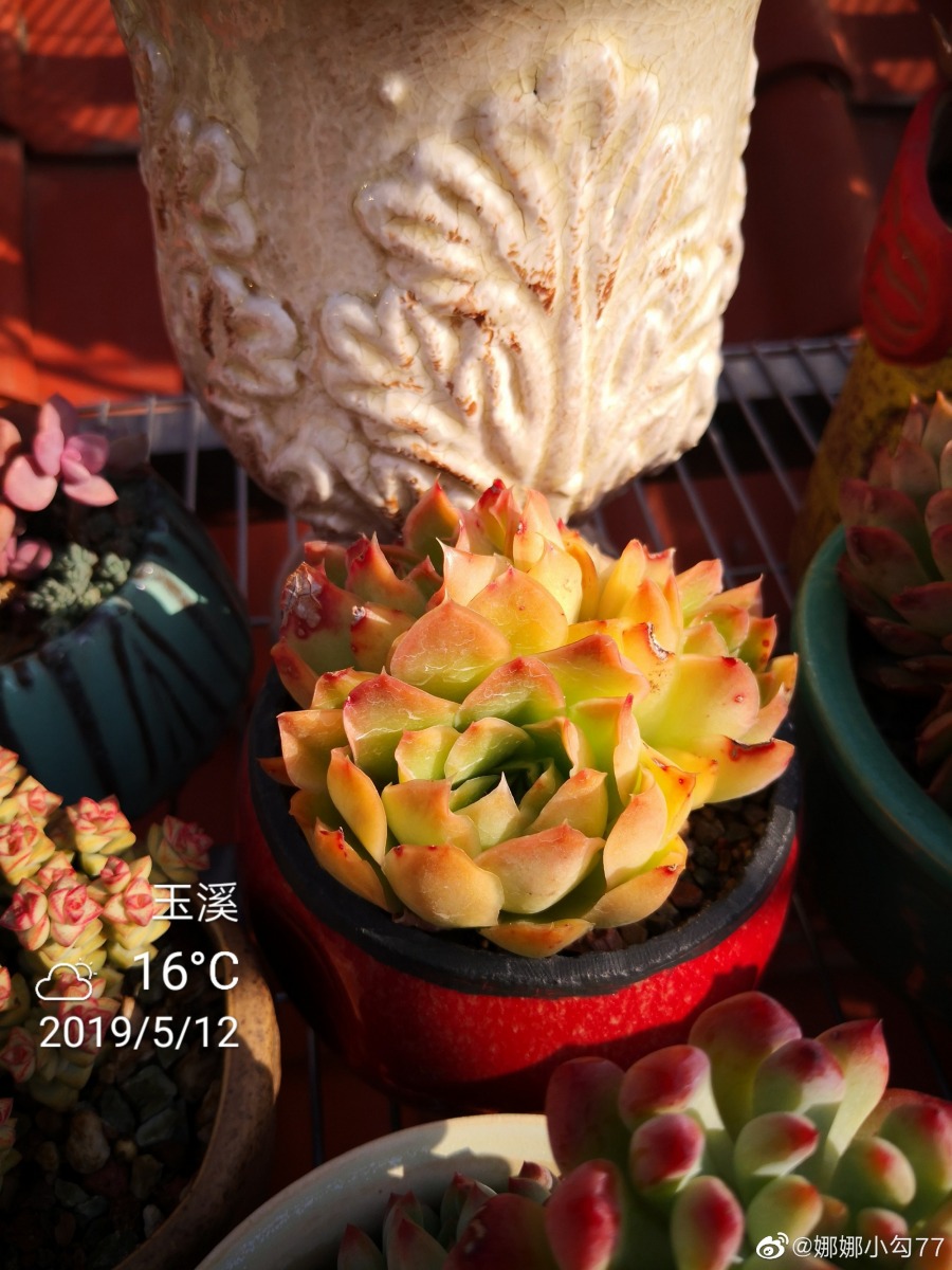 紫蝴蝶 Echeveria 'Purple Butterfly'