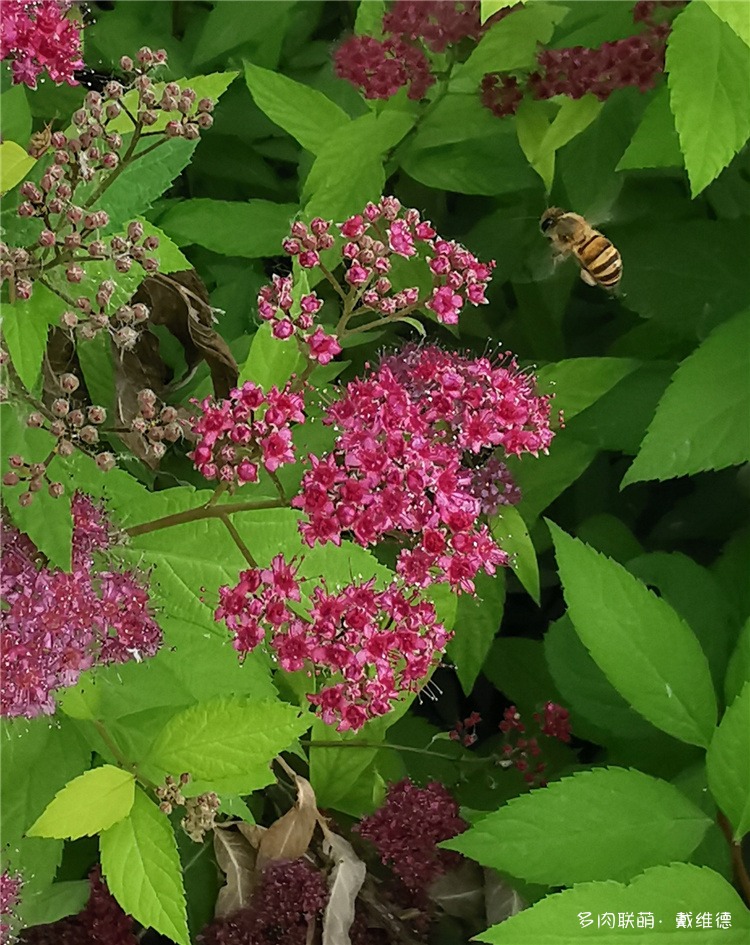 粉花绣线菊