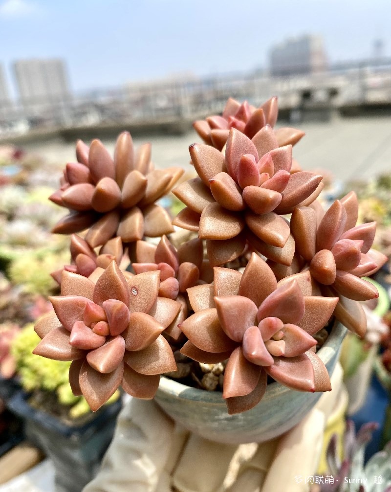 姬胧月
