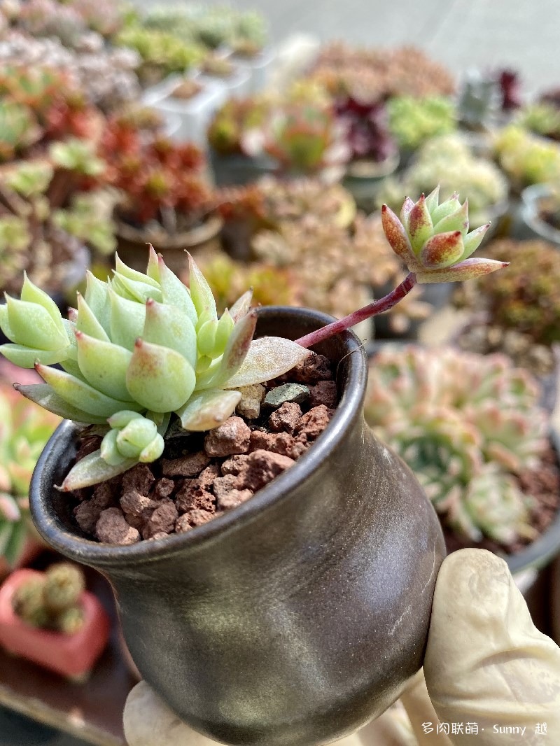 蔓莲