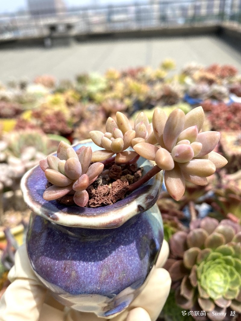 秋丽