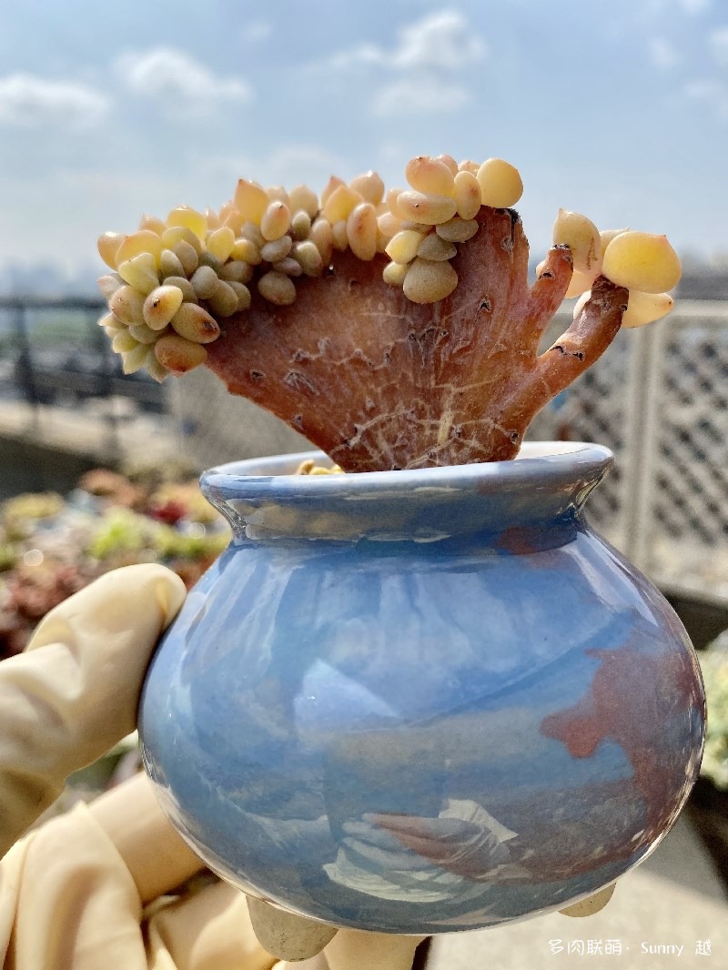 血精灵缀