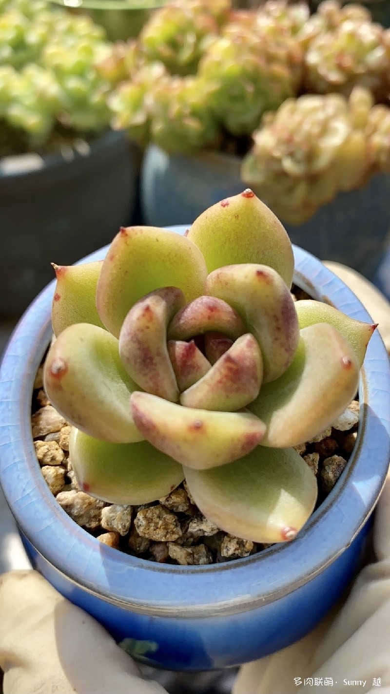 黑水晶玫瑰