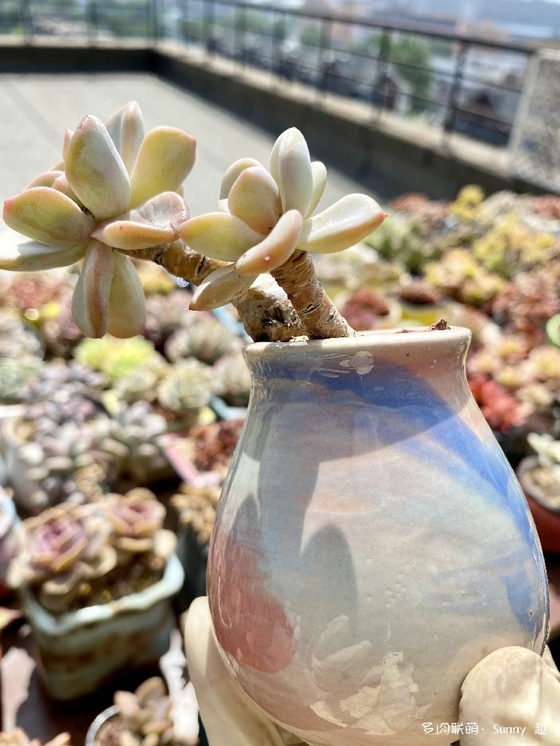 美尻