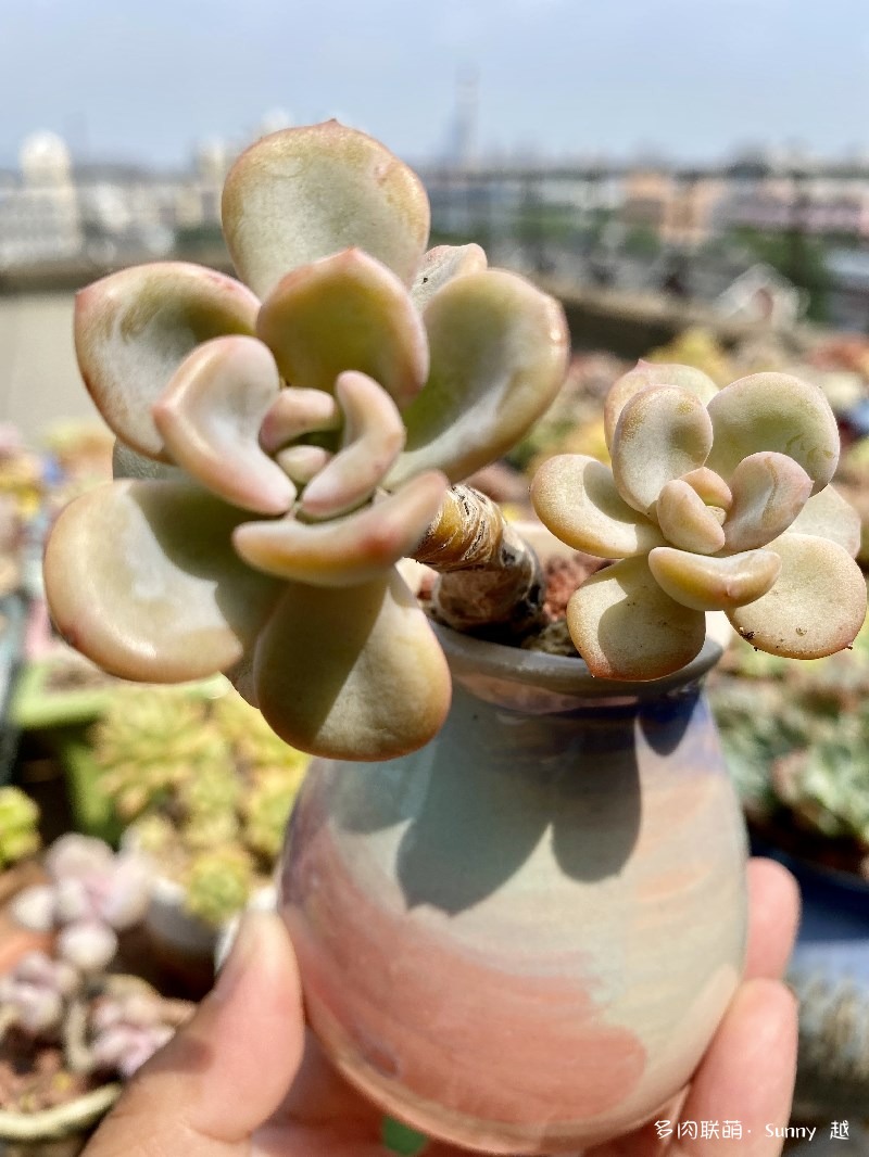 美尻