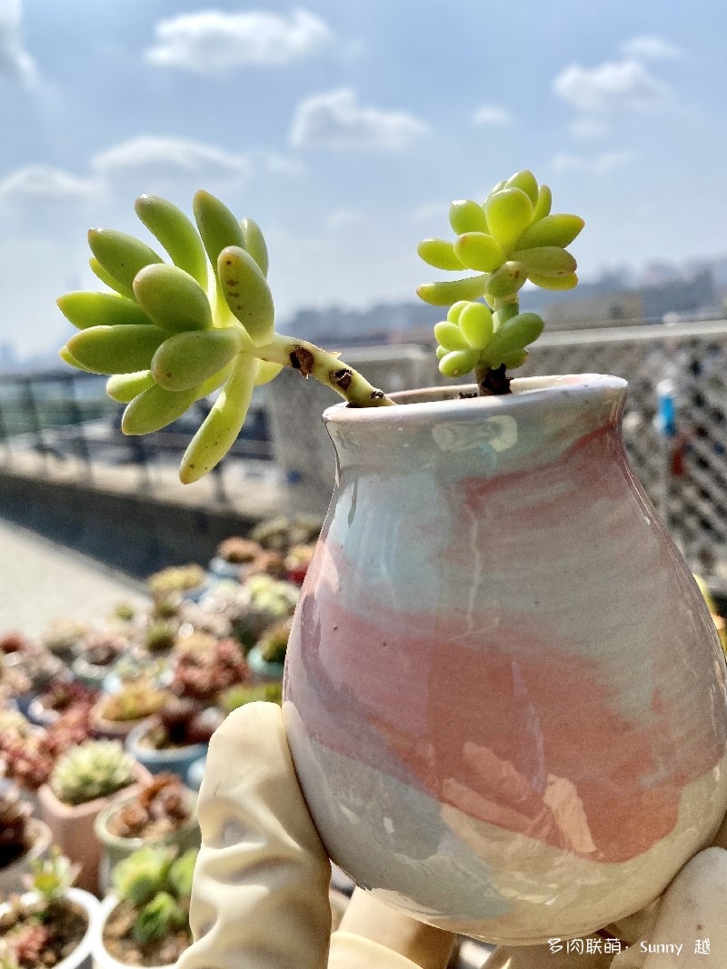 春萌
