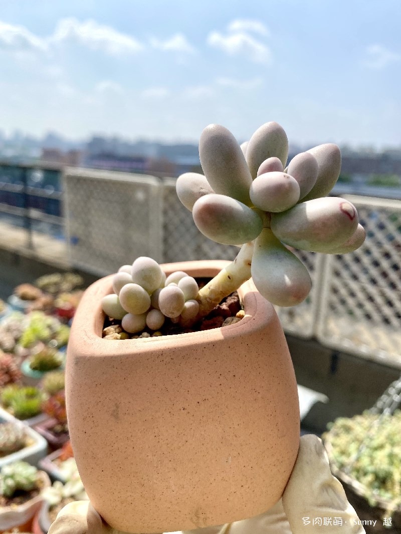 汤圆