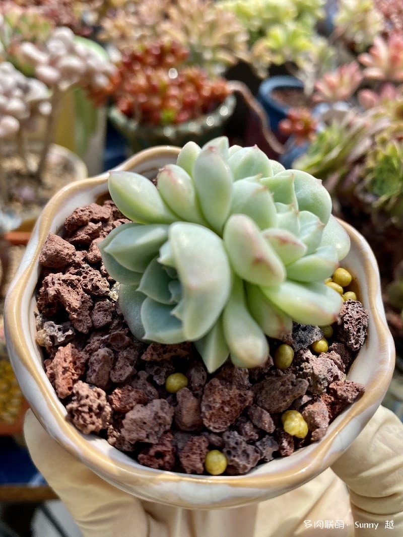 天鹅绒