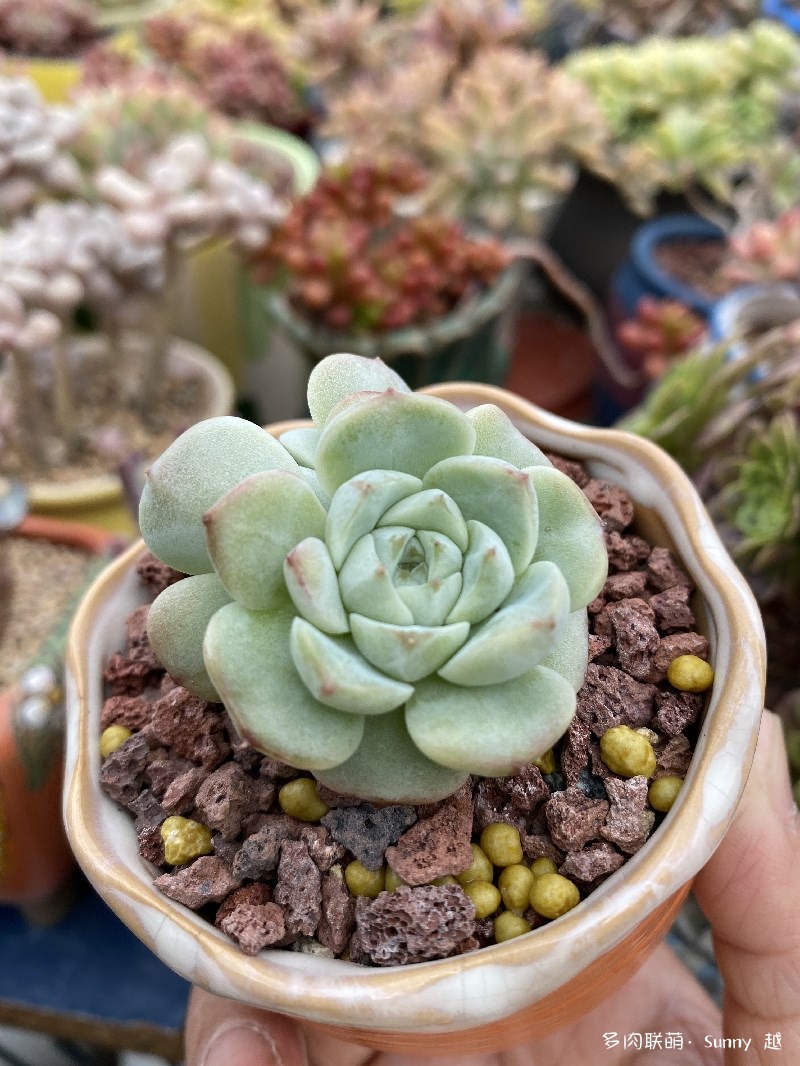天鹅绒