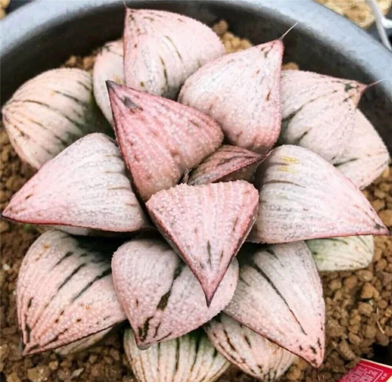 皇妃和之宫白银