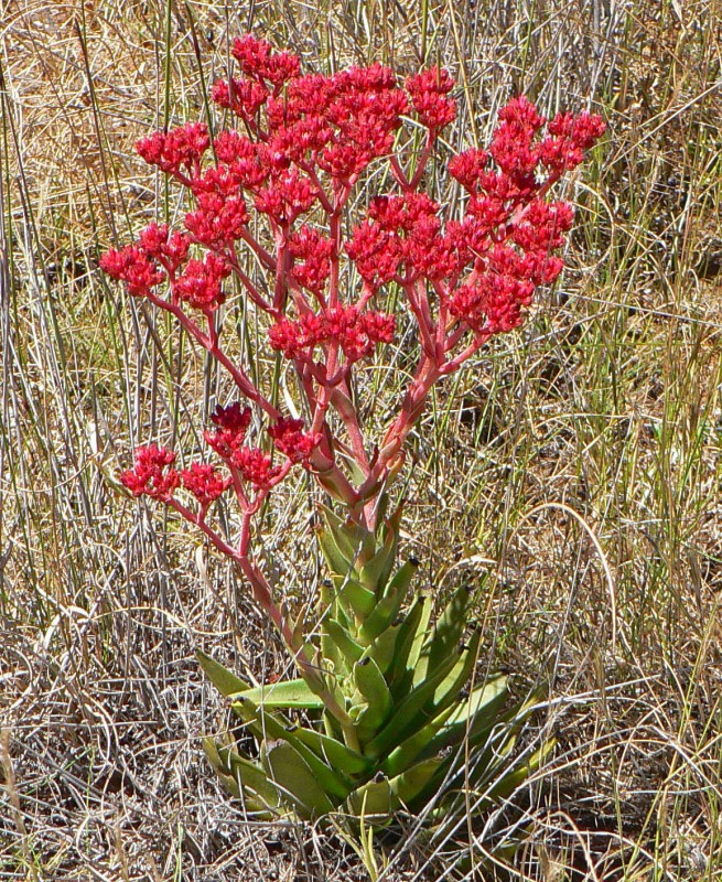 阿尔巴 Crassula alba