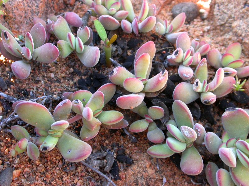 Crassula atropurpurea