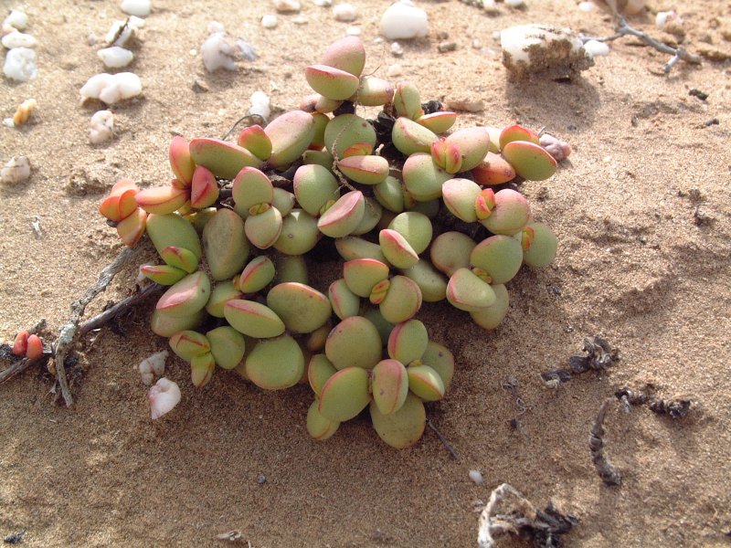 Crassula atropurpurea