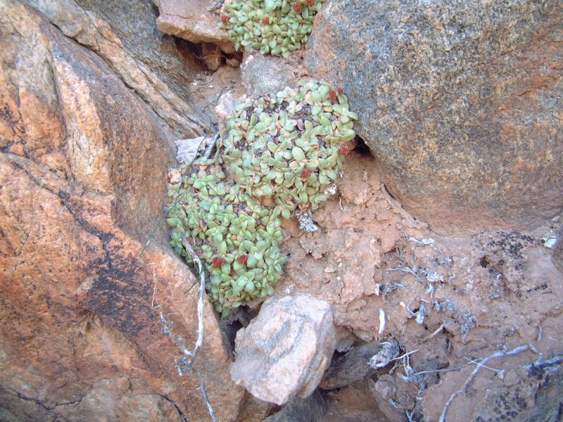 Crassula aurusbergensis