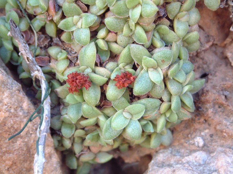 Crassula aurusbergensis