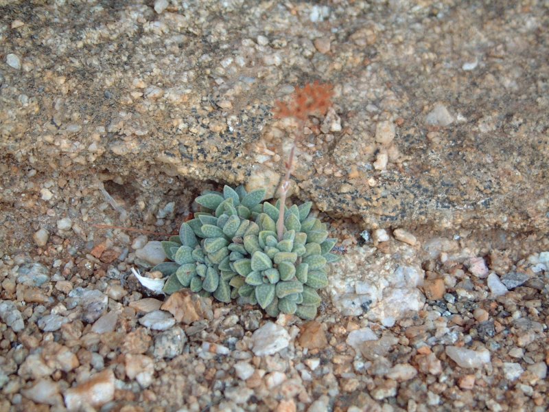 Crassula ausensis