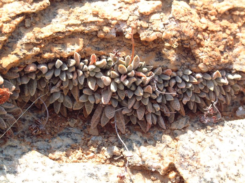 Crassula ausensis