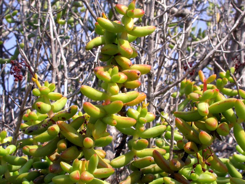 半球星乙女 Crassula brevifolia