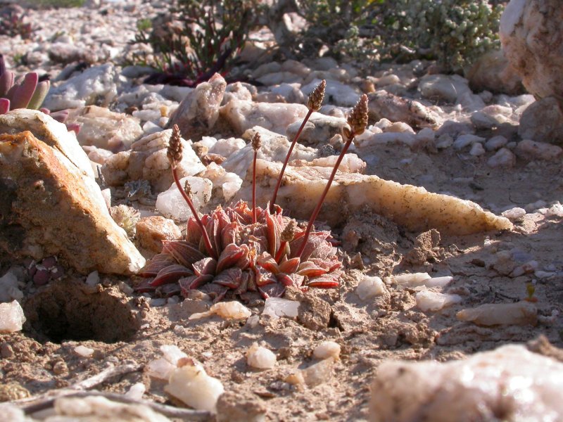 Crassula capitella ssp. thyrsiflora