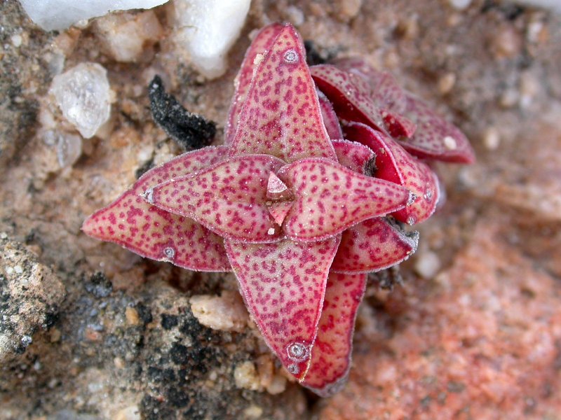 Crassula capitella ssp. thyrsiflora