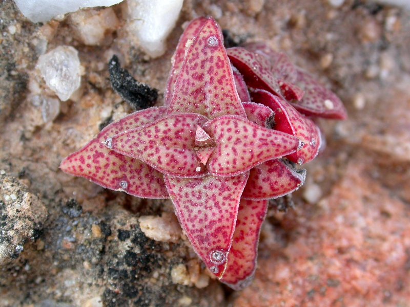 Crassula capitella ssp. thyrsiflora