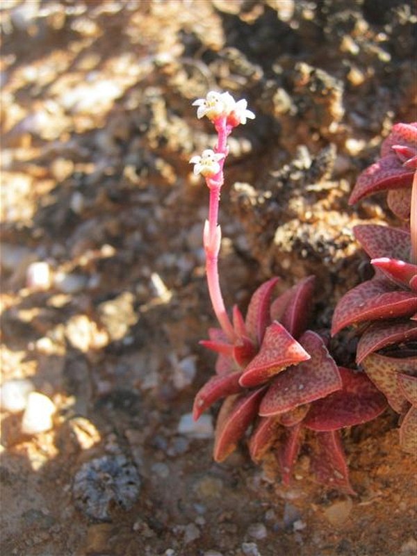 Crassula capitella ssp. thyrsiflora